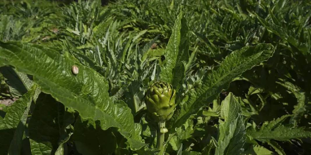 Yıllık hasat 11.000 tonu buluyor: Yağışlar tescilli üründe verimi artırdı 2